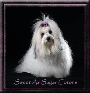 Sweet As Sugar Cotons